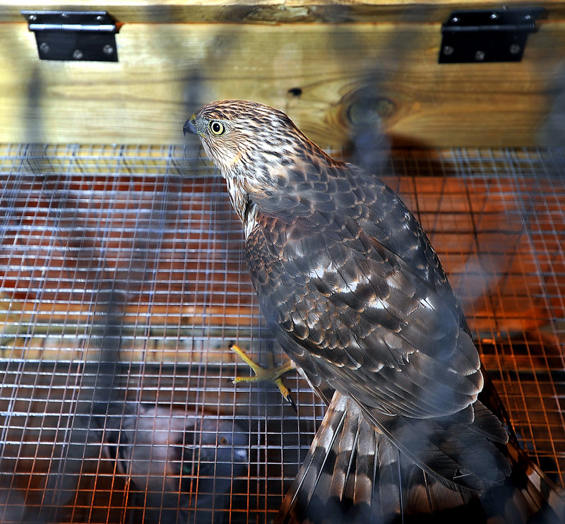 A Cooper’s hawk that was ensnared at the Portland International Jetport awaits its fate; a federal wildlife biologist took the hawk to Auburn where it was released into a viable habitat.