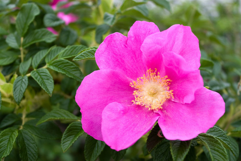 If rugosa roses are growing in a hedge, the hedge left unchecked can grow to 10 feet high. That may be OK if a homeowner is looking for a privacy screen, but it can also block views. The answer is pruning.