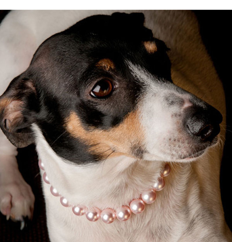 Maybe a necklace is a little too upscale for your pet, but if you’re like most Americans, you’ll budget a little extra to buy Rover or Boots something to open on Christmas morning.