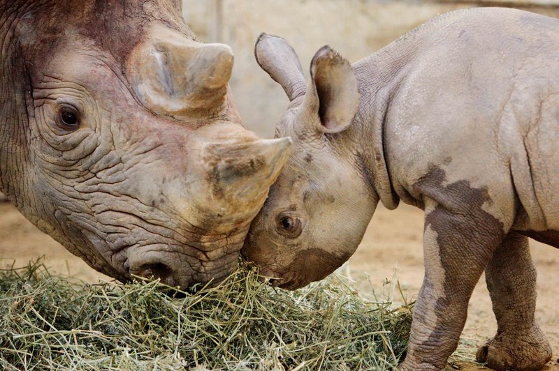 A black rhinoceros at the Cleveland Metroparks Zoo nuzzles her offspring in 2010. Several subspecies of rhino are extinct or nearly so, a conservation group says.