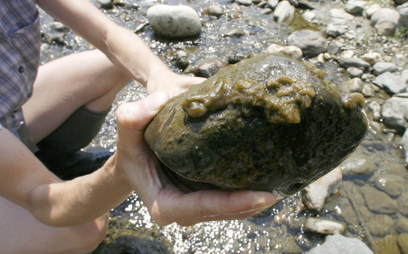 A rock with a growth of Didymosphenia geminata, or rock snot, taken from the White River in Stockbridge, Vt. The invasive algae can harm cold-water fish habitat.