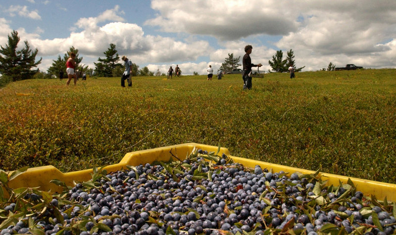 Blueberry rakers work in a field in Centerville Township leased by Tonia Smith of the Passamaquoddy tribe. Although Maine voters rejected a racetrack casino last Tuesday, the tribe is looking to wind, water and land for other economic development.