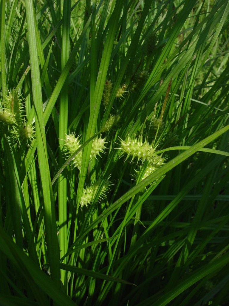 Carex lurida, a type of sedge. Glen Mittelhauser is working on a field guide to the sedges of Maine, among other projects.