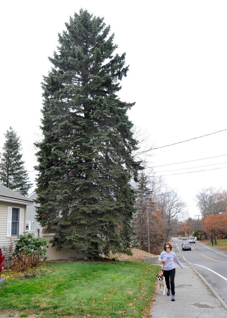 Carolyn Sivik and Molly pass by a blue spruce Tuesday at 89 Evans St. in South Portland. Owners Allan and Lori Huff agreed to donate the tree to the city of Portland for display at Monument Square for the holiday season.