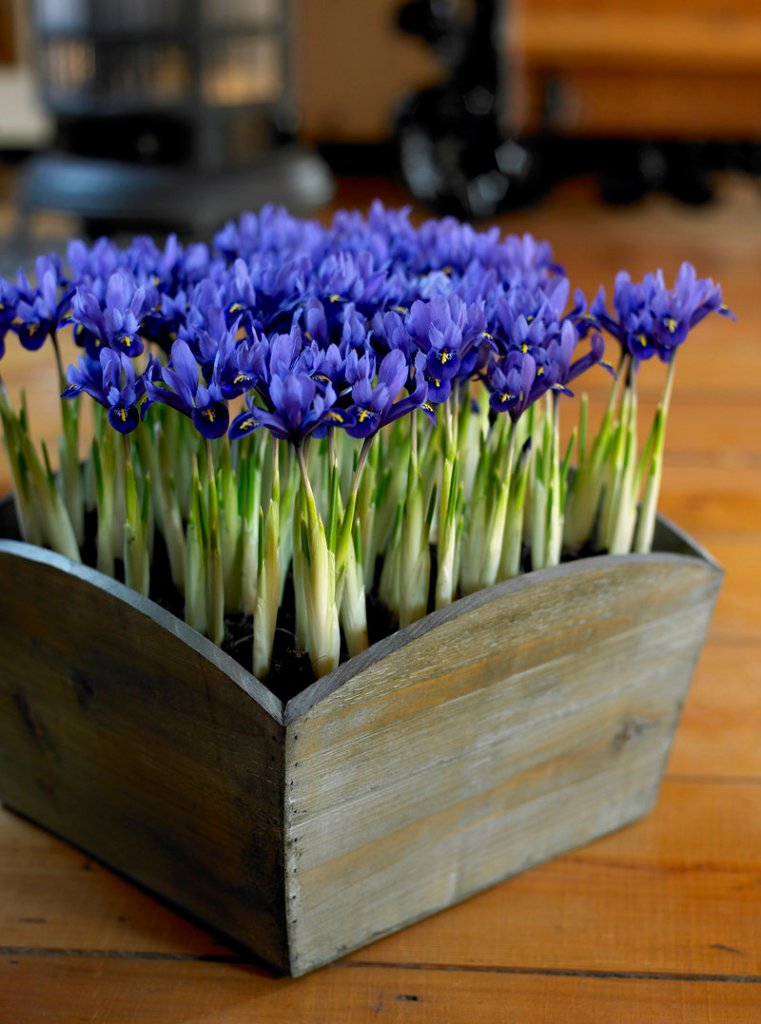 Spring-blooming bulbs can come indoors in creative containers such as this small iris in a wooden box.