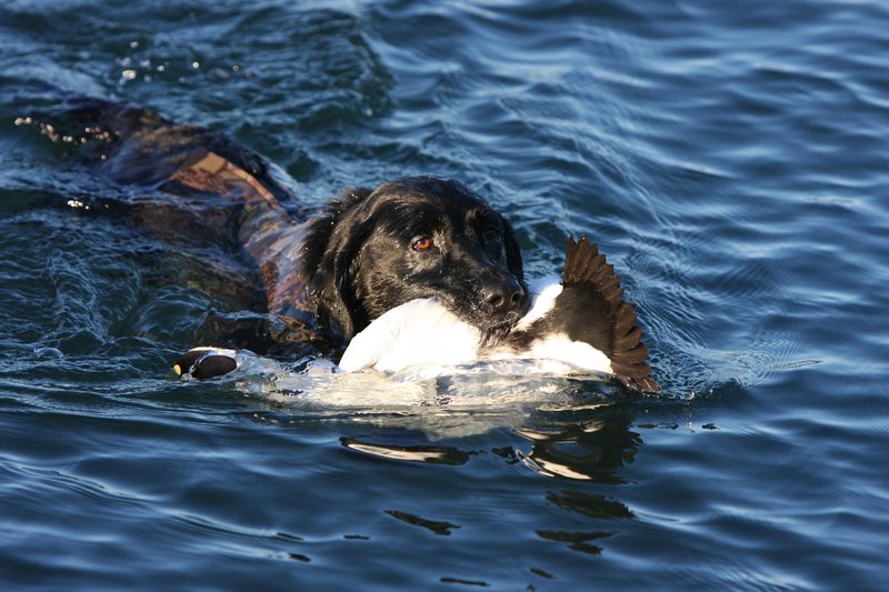 Scoter, a black lab who is equipped with a neoprene vest, retrieves an eider drake during a recent hunt off the coast of Maine