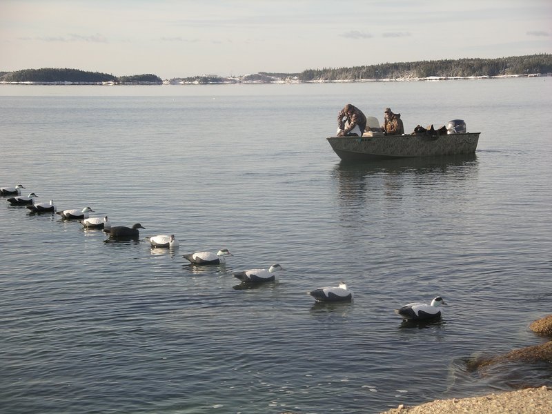 Decoy spreads such as this are essential for luring in fast-flying eiders. The decoys don't have to be elaborate to lure the eiders.
