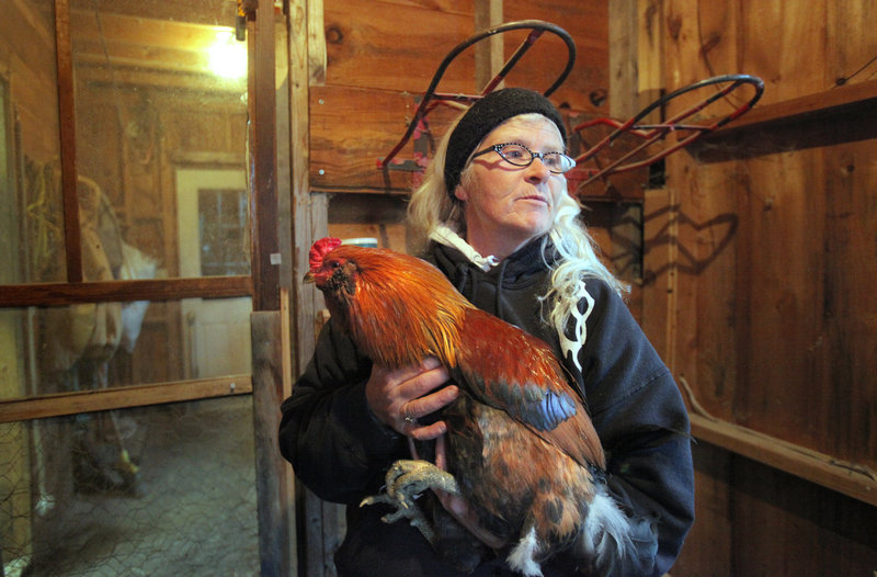 Julie Sutherland holds one of her 13 roosters – all she has left of the 25 she adopted in June –  inside the barn at her home on Ledge Hill Road in Raymond this week. A neighbor has complained about the crowing, so the town, like others in southern Maine, is considering a change to municipal noise ordinances that would fine owners who fail to keep their animals quiet.