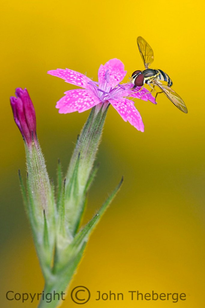 John Theberge won first place in the “other wildlife” amateur category for his macro photo of this Deptford Pink with a hoverfly on it.