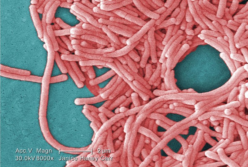 Legionella bacteria can cause a severe strain of pneumonia when inhaled in water droplets or vapor.