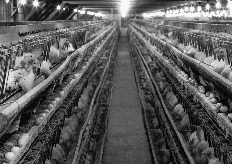 Hens in a former Decoster Egg Farm barn in Turner. The executive director of Mercy for Animals writes, “it looks like it will be business as usual for the corrupt egg industry.”
