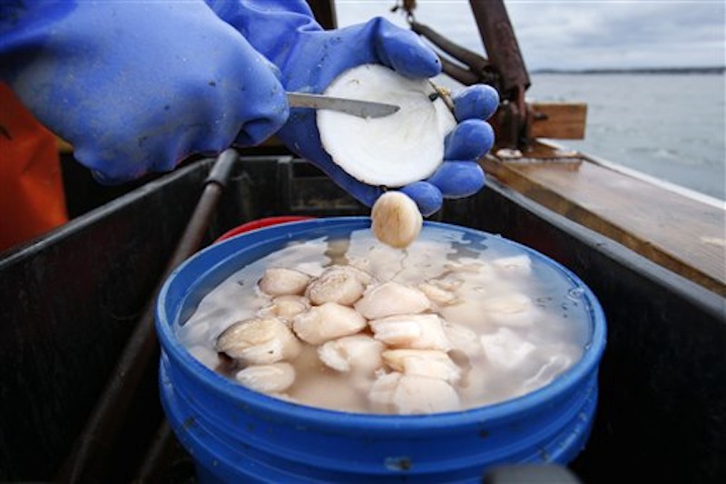 In this photo made Saturday, Dec. 17, 2011, scallop meat is shucked at sea on opening day off Harpswell, Maine. The Associated Press