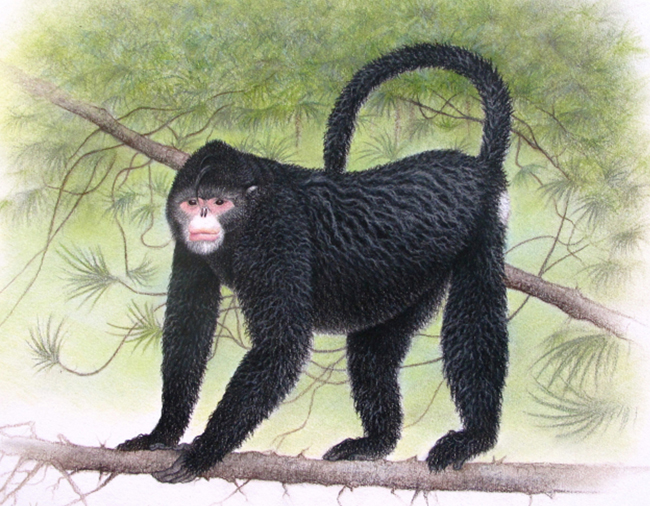A monkey with an "Elvis" hairdo is among 208 new species described by scientists in the Mekong River region of Southeast Asia.