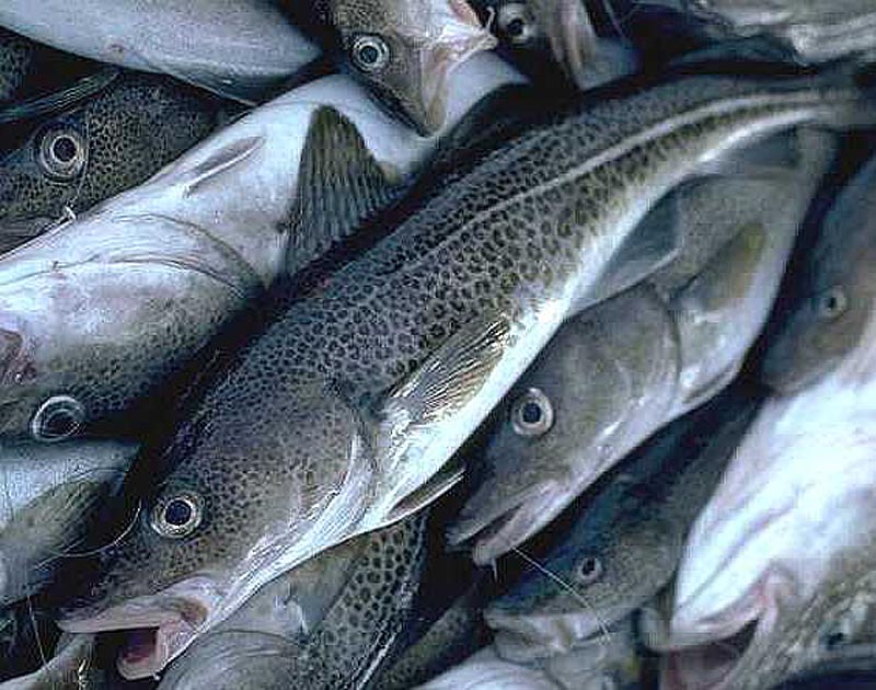 A new report says the population health of Gulf of Maine cod is rapidly declining, which — if accurate — would mean major trouble for the local economy.