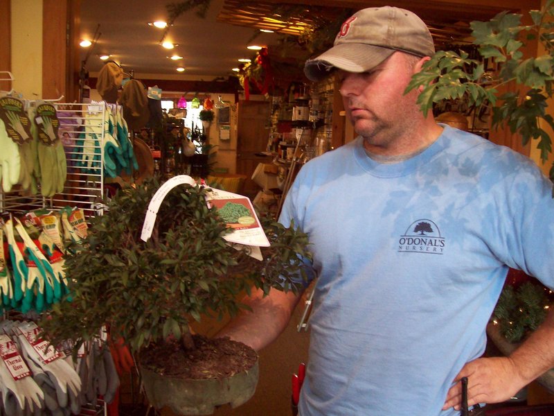At O’Donal’s, Dave Remington examines a tropical bonsai. The tropical type is meant for indoor use.