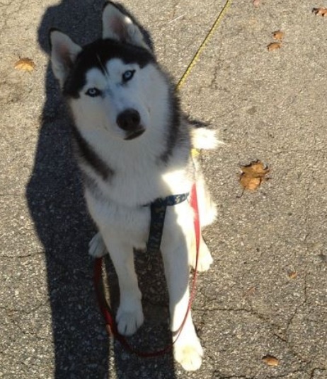 Niko, an 11-month-old Siberian husky owned by Amanda Barrett and her family, was shot Saturday in Standish after slipping out of his harness. A Westbrook man has been charged.