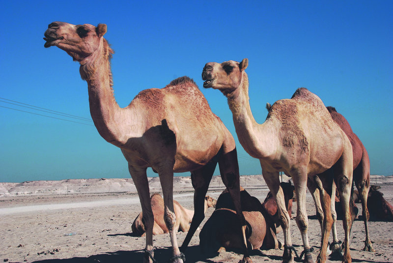 Ultra-modern Saudi Arabia is today relying on imported camels, which is putting a strain on herds worldwide. And in famine-ravaged Somalia, tribesmen report a mass die-off of camels.