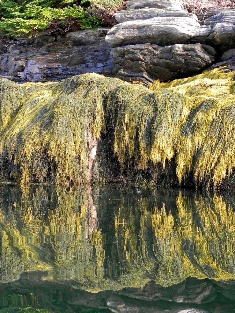 Seaweed hangs off rocks along the shoreline of Birch Island, casting reflections into the water.