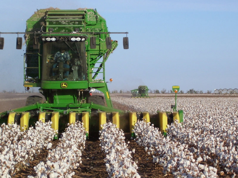 Cotton is harvested at Heffington Home Place near Lubbock, Texas. Brad Heffington used to hedge shifts in cotton prices by using the futures market, but says financial speculators and volatile prices have made that market unusable.
