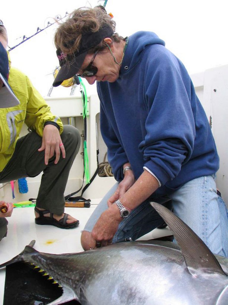 Research professor Molly Lutcavage measures a young tuna before releasing it back into the waters off the Massachusetts coast this summer. Lutcavage is director of the Large Pelagics Research Center that was dedicated Friday at Hodgkins Cove in Gloucester, Mass. The station will study large commercial fish, primarily bluefin tuna.