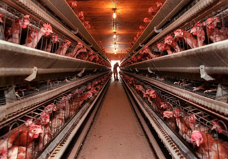 A worker at DeCoster Egg Farms, above, works in one of the company’s many chicken barns, where thousands of birds are kept.