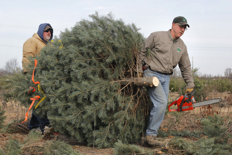 Whether cutting one at a farm or buying one, putting up a real Christmas tree in your home is better for the atmosphere than using an artificial one, according to environmentalists. But makers of fake trees argue that their product is a greener choice.