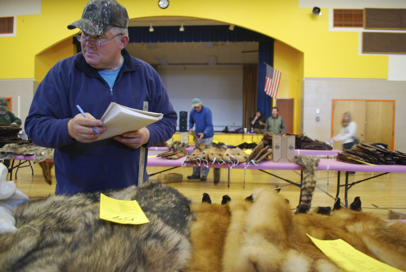 Jerry Braley, a fur buyer from Kenduskeag, decides which pelts to buy at the Palmyra Fur Auction. Braley, a trapper for nearly 50 years who has a wealth of knowledge, hopes that trapping will continue to be passed down to Maine youth, as it has been for generations.