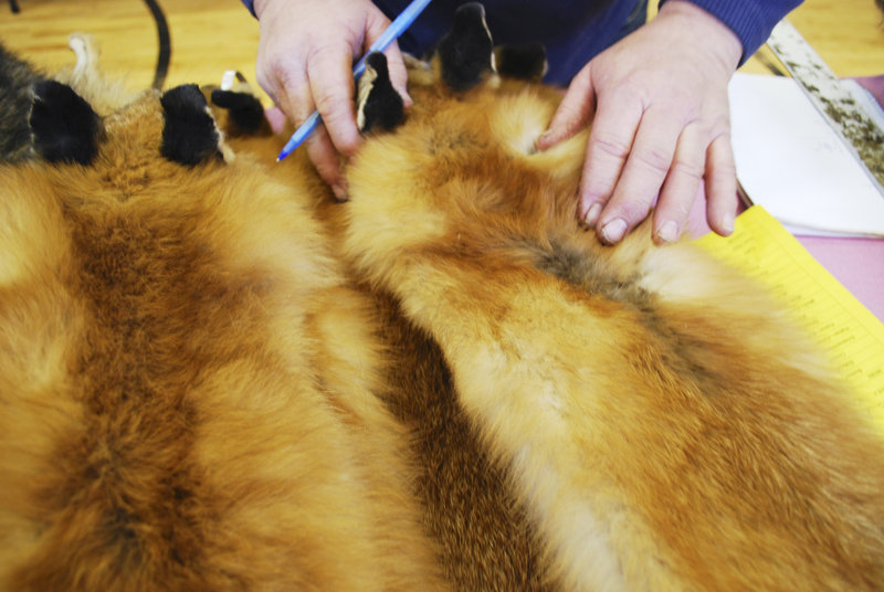 The mange on a fox pelt shows that trappers often end up taking the weaker animals, which helps manage wildlife populations.