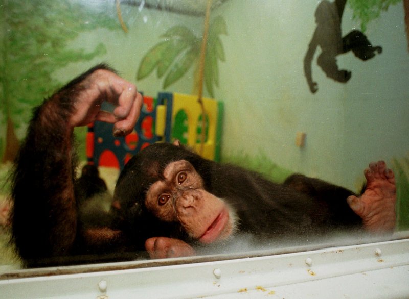 Keeli, a chimpanzee living at the Ohio State University animal laboratory, looks out from his playroom in 1999.