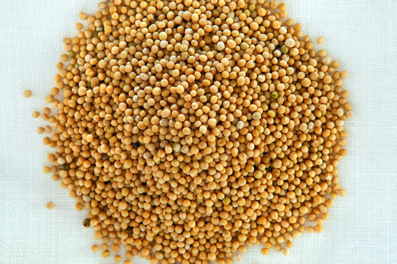 With mustard, most people think of the bright yellow stuff or maybe a milder dijon, but it is easily homemade and lends itself to experimentation, starting with mustard seed as the base.