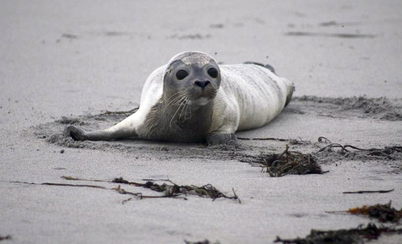 A harbor seal on a New Hampshire beach shows signs of distress in September, when a New England die-off occurred.