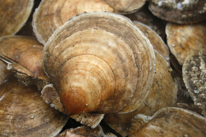 Five-inch-wide scallops are sorted. In 2010, Maine fishermen caught 195,000 pounds, valued at $1.6 million.