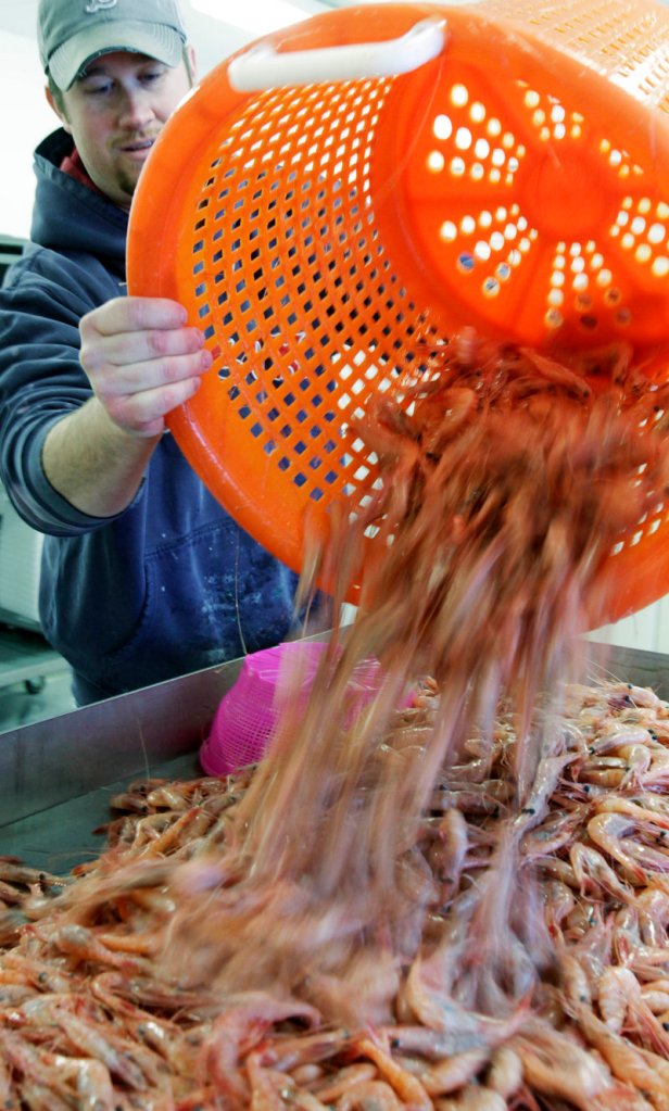 Nat Winchenbach, right, pours freshly caught shrimp onto a processing table in St. George last February. Gulf of Maine shrimp fishermen will have a catch limit of 4.4 million pounds this season, down from 13 million pounds in 2011. The new season begins Monday.