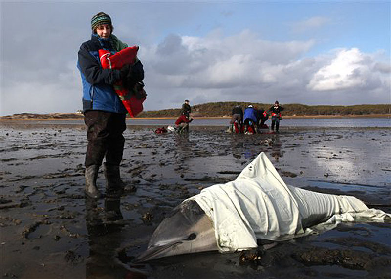 Patty Walsh, a volunteer with International Fund for Animal Welfare (IFAW), monitors the breathing of a stranded common dolphin while a team behind her prepares to move anther dolphin to a waiting vehicle at Herring River in Wellfleet, Mass., Thursday, Jan. 19, 2012. The dolphin is one in the latest batch of dolphins found, bringing a total of over 80 stranded on Cape Cod shores in the last week. (AP Photo/Julia Cumes)