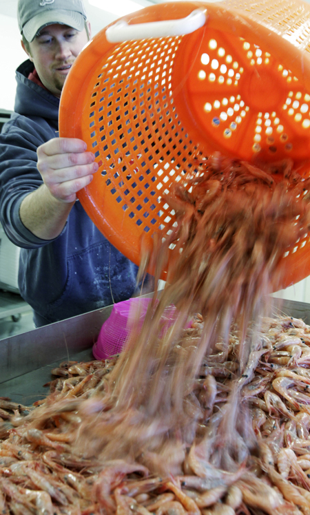 In this Feb. 15, 2011, photo, Nat Winchenbach pours freshly caught shrimp onto a processing table at the Port Clyde Fresh Catch facility in Port Clyde.