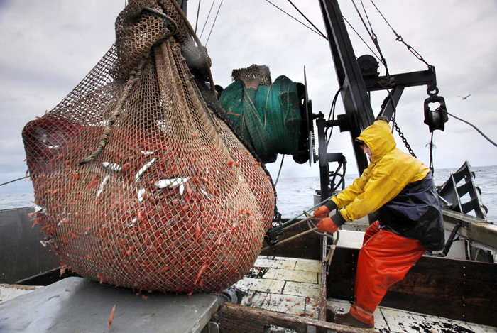 James Rich maneuvers a bulging net full of northern shrimp caught in the Gulf of Maine. New England fishermen have been casting their nets for Gulf of Maine northern shrimp since the season began Jan. 2, but their season could be cut short if their catches are too strong. Regulators are meeting Thursday in South Portland to assess where the overall harvest stands.
