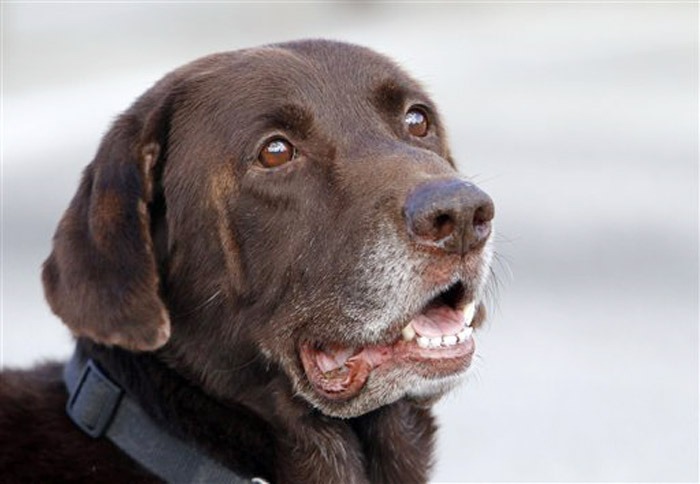 A Dec. 6, 2011, photo of Miami-Dade retired narcotics canine Franky, whose super-sensitive nose is at the heart of a question being put to the U.S. Supreme Court.