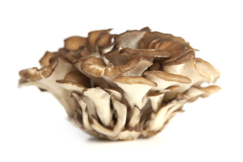 Mushrooms such as maitake have a long history of use in non-Western medical traditions.