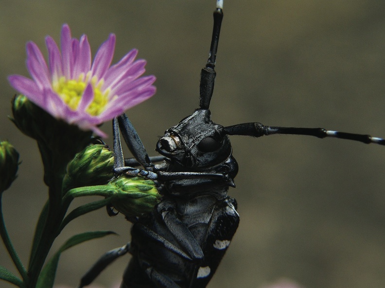 The Asian longhorn beetle