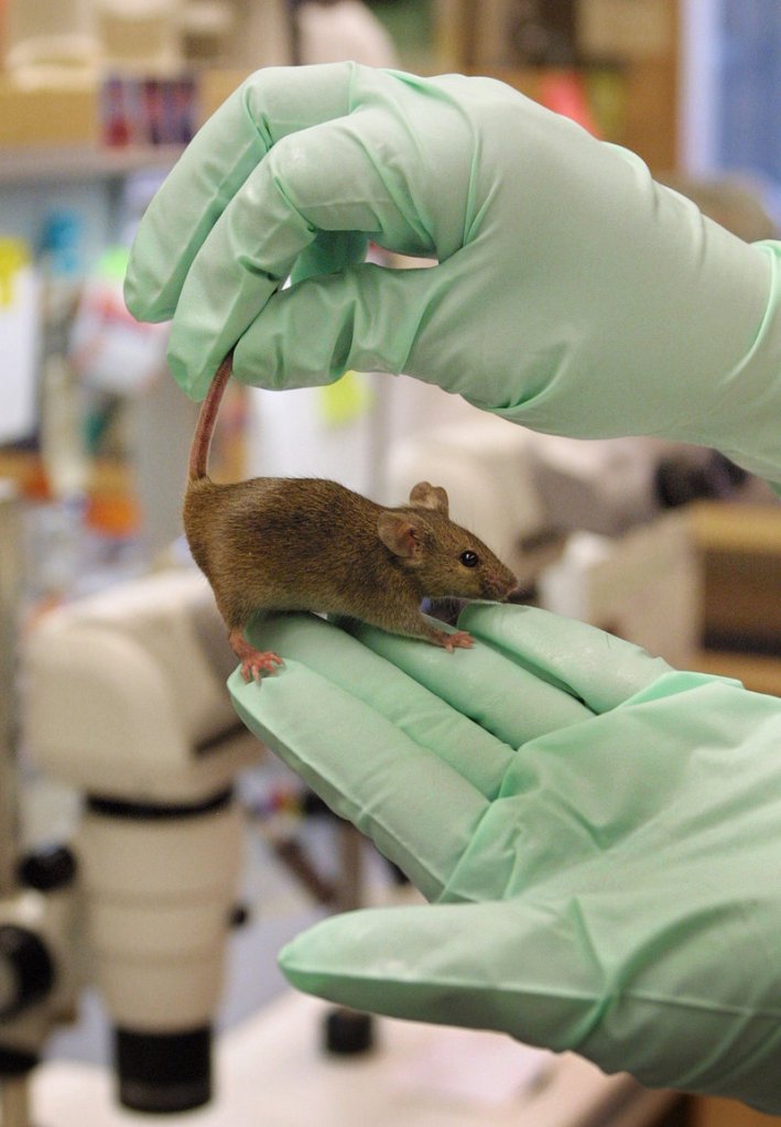 The Jackson Laboratory chose Connecticut over Maine for its new research facility, but the expansion will still produce new jobs at its Bar Harbor facility, the world’s center for mouse genetics, a company official says.