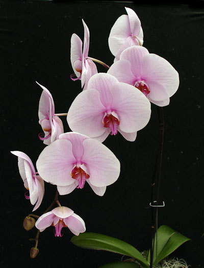 The phalaenopsis, or moth orchid, is available nowadays even in big-box stores. The single biggest reason they fail is improper watering.