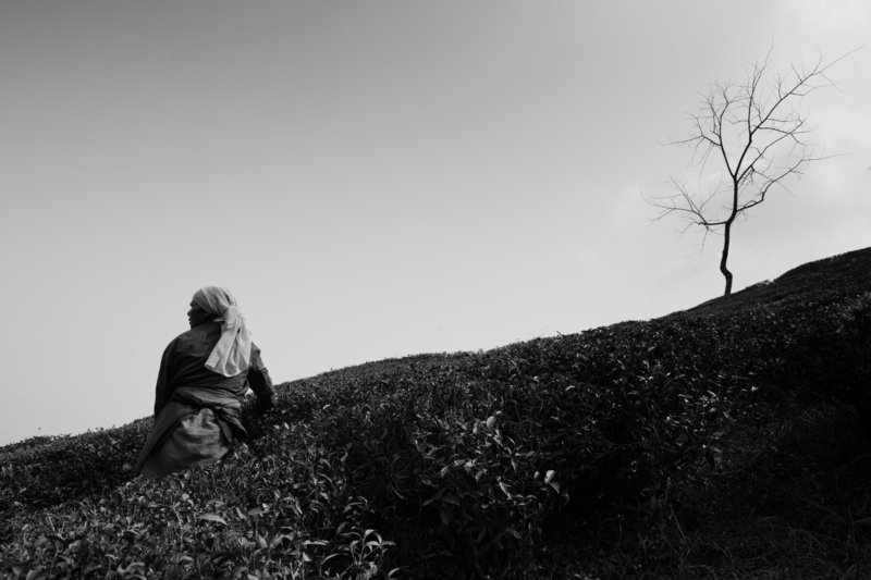 Brendan Bullock's shot of a woman in a tea field in Darjeeling, India.
