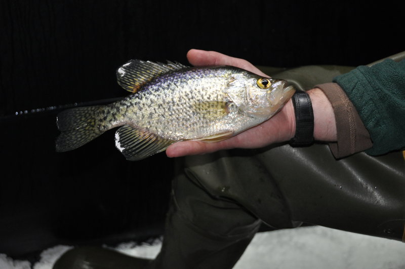 Black crappie like this one are found in more than 50 lakes and ponds throughout the state of Maine.
