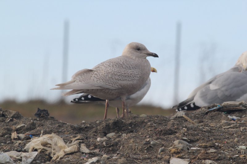 The Hatch Hill transfer station in Augusta provided the setting for the sighting of an Iceland Gull during the 112th National Audubon Society Christmas Bird Count. The Count took place between Dec. 14 and Jan. 4.