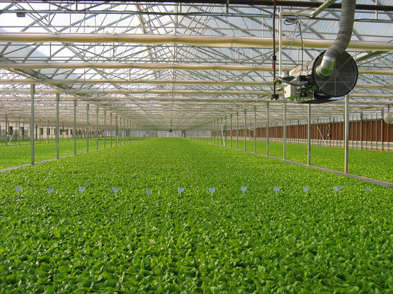 Boston lettuce grows on floating raft technology in China in a facility similar to the one that John der Kinderen of Arundel hopes to build at Sebago Farms in Windham.