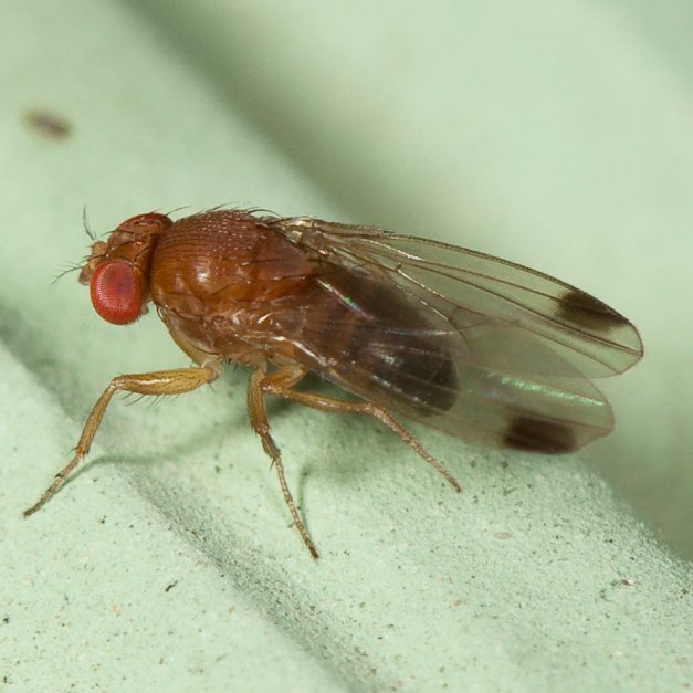 The spotted wing drosophila