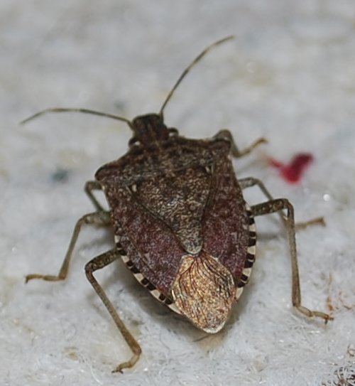 The brown marmorated stink bug