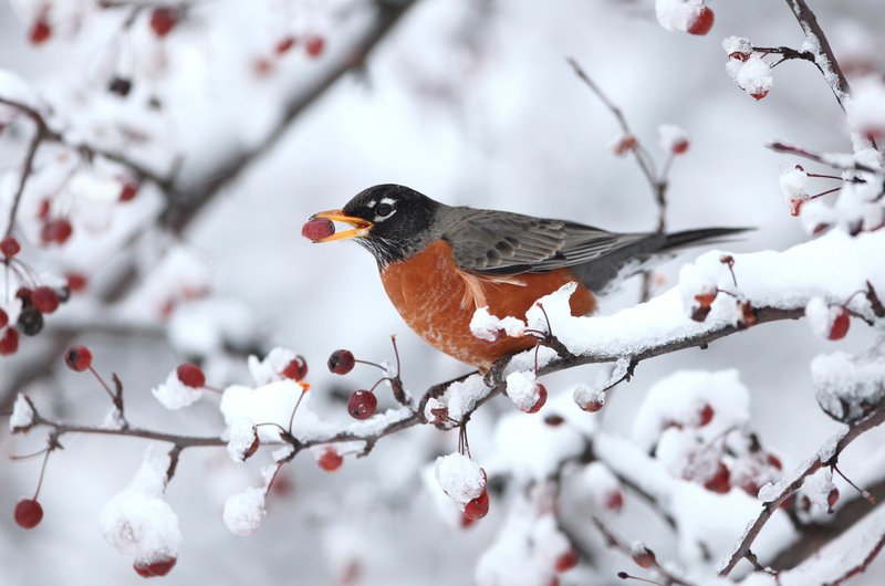 In Part 2 of reviewing the Christmas Bird Count in Maine, there was an impressive number of robins spotted and counted in coastal locations.