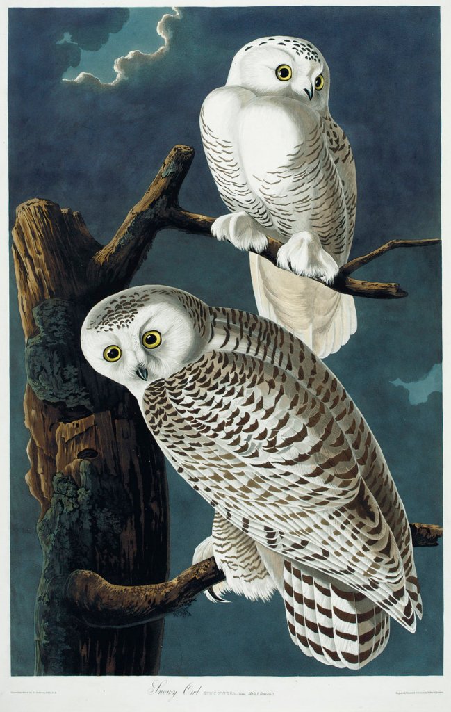 This illustration of snowy owls is from a first edition of John James Audubon’s “The Birds of America.”