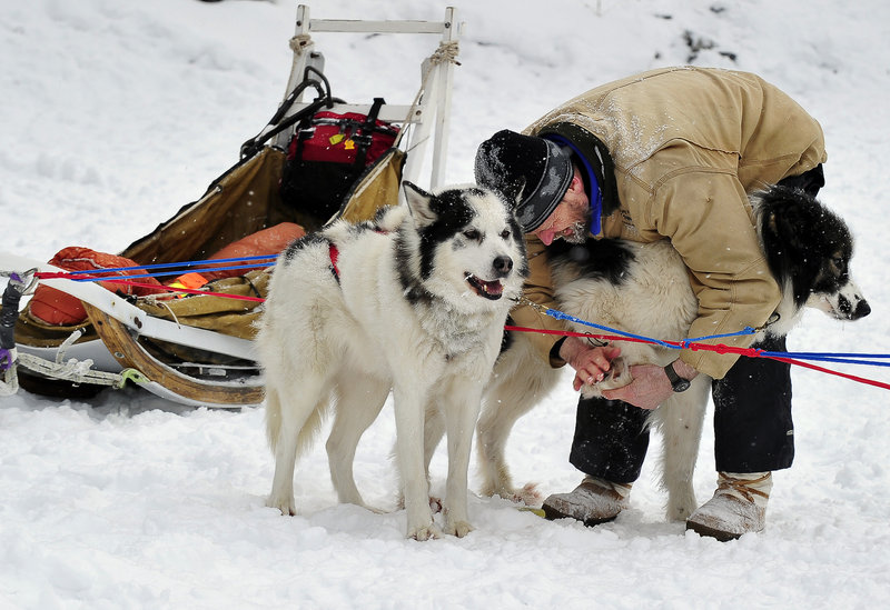 Stephen Madera of Abbot cleans the snowballs from between the toes of his sled dog Little Bug, right, and applies a protective ointment as Roy stands patiently by at the Mushers Bowl.